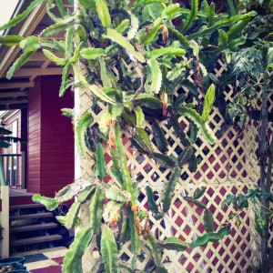 Crazy dragonfruit tree