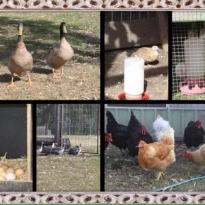 Chooks, Ducks and the Rest