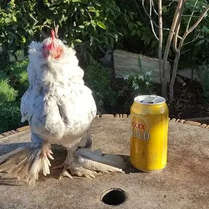 Media 'Chooky Beers' in album 'Self-Sufficient Photo of the Month Jul/2016'