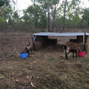 Straw Bail Goat Shed
