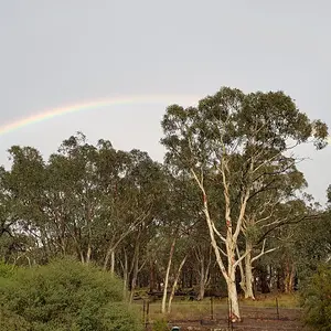 Auriga Rainbow