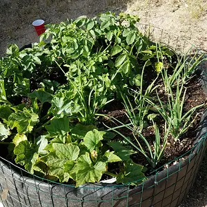 Onions, potatoes&Jalapenos