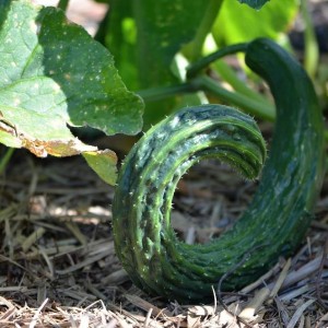 Suyo Long cucumber