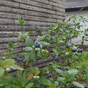 P4070040 blueberries.JPG