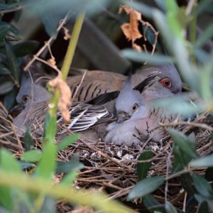 Pigeons nesting olive tree
