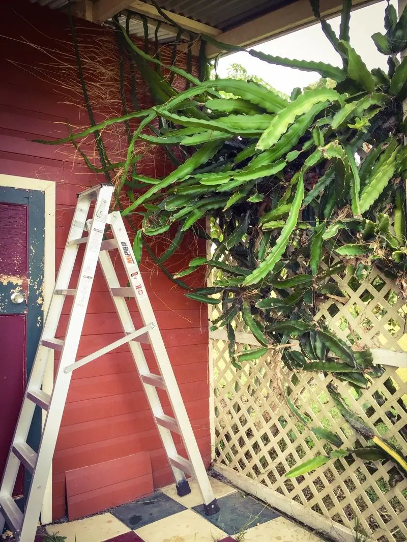 Cropping the dragonfruit tree