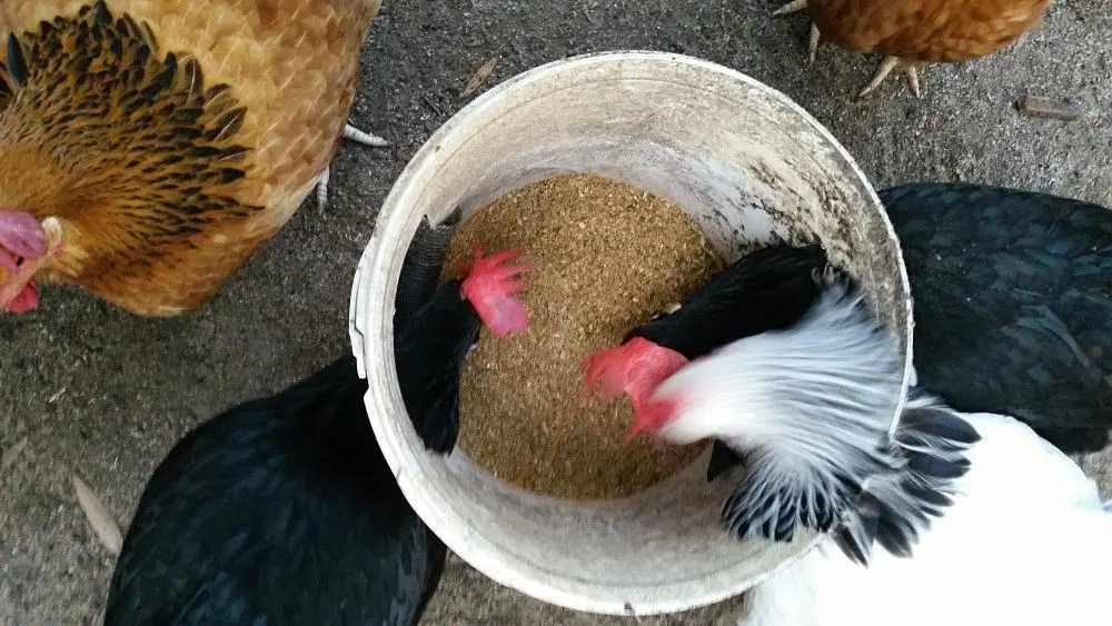 Diy Chicken Feeder Bucket Top View