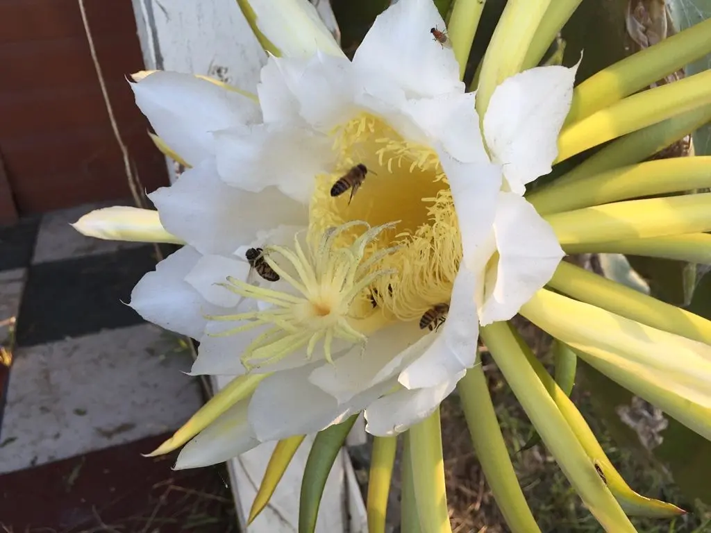 Dragonfruit flower
