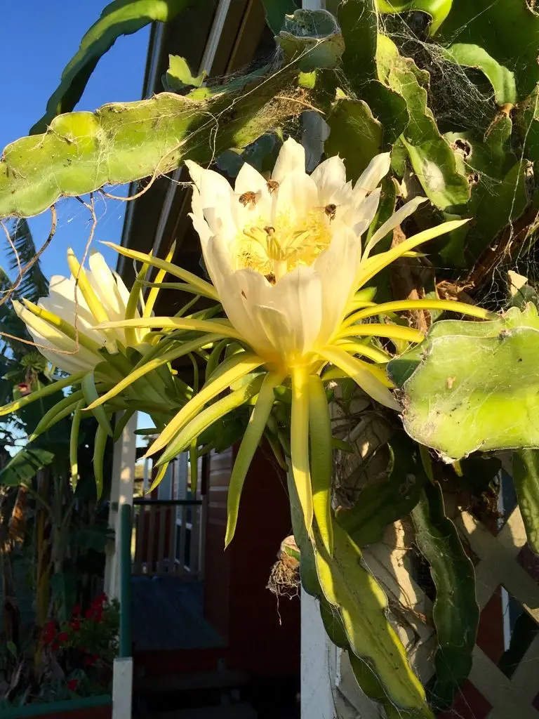 Dragonfruit show