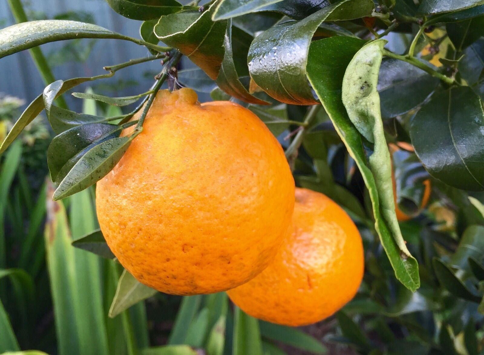 Imperial mandarin