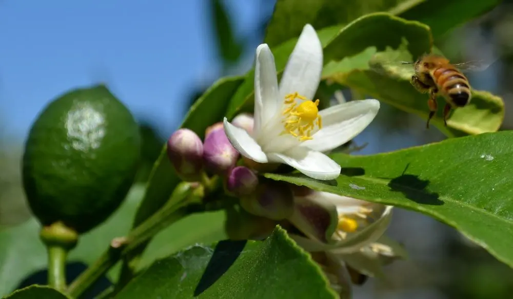Meyer lemon Self Sufficient Culture