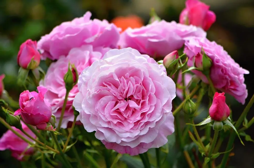 Pink roses - Self Sufficient Culture