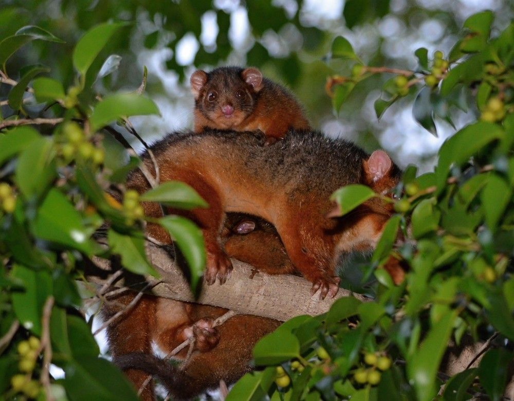 Possum huddle