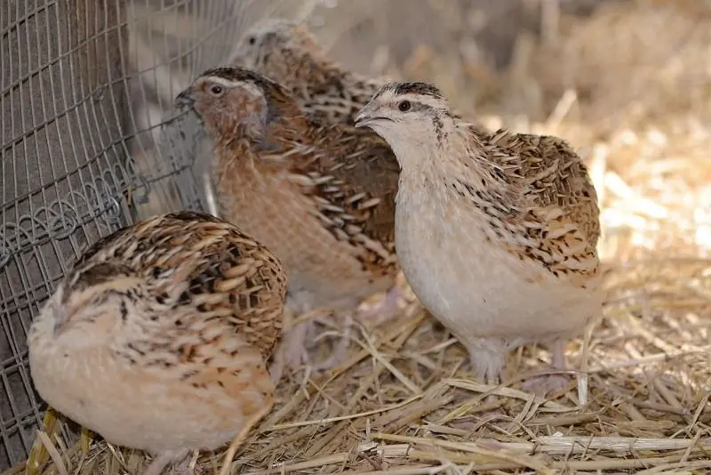 Straw quails - Self Sufficient Culture