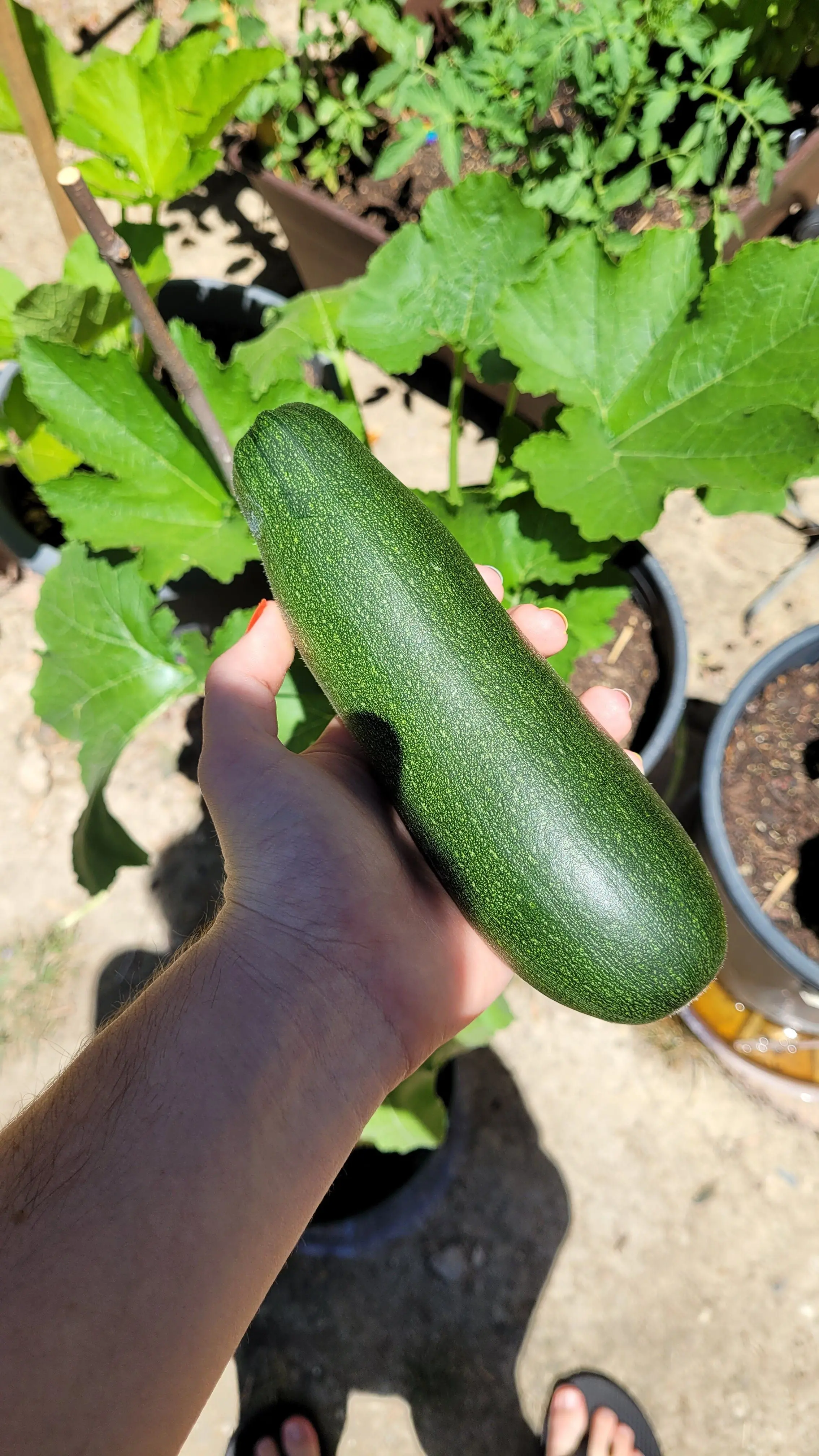 First dark green zucchini Self Sufficient Culture