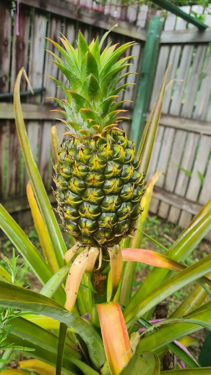 Fruit Showcase - Pineapple - Self Sufficient Culture